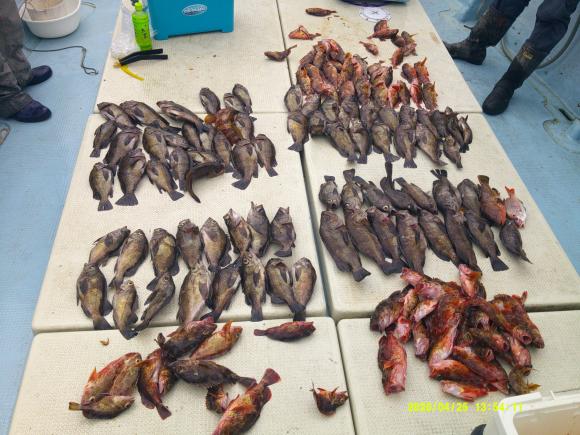 釣果写真